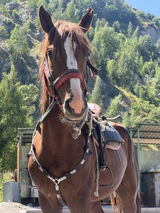 Айгыр, уйыр корген