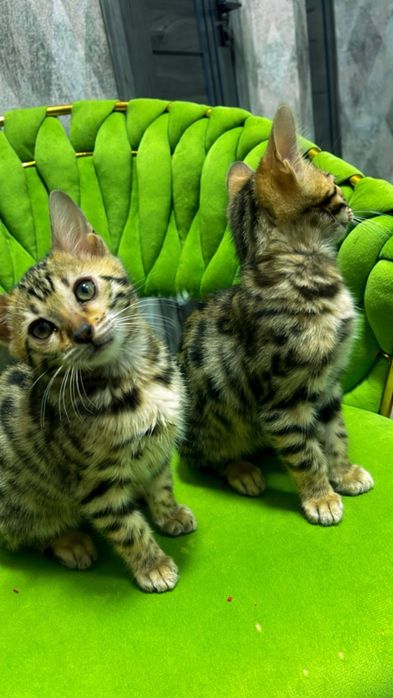 Arzon narxda toza bengallar bor