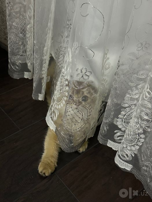 Милый игривый кот