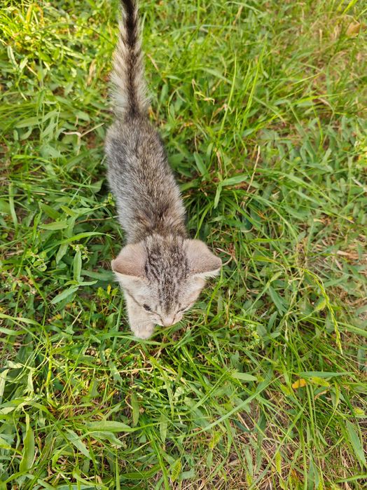 Отдам кошку и 3 котят в добрые руки