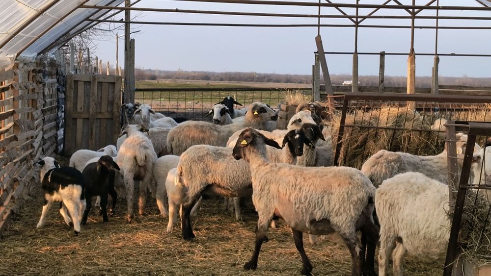 De vânzare oi cu miei