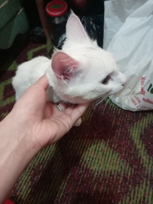 Mushuk sotiladi toza uy mushugi  zoti turetski angora