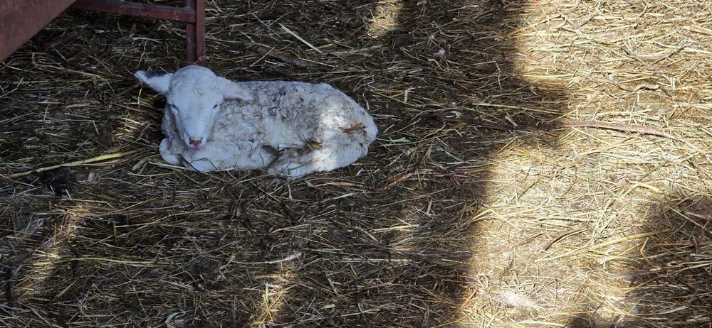 Miei din doi de vânzare