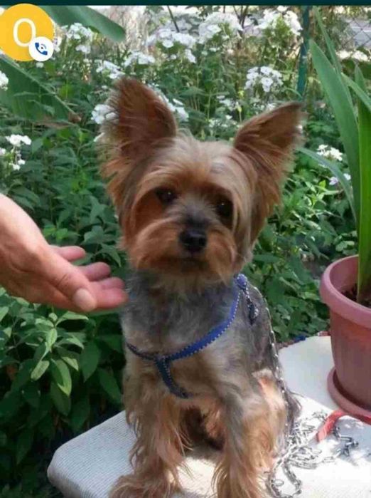 ВЯЗКА !!! НЕ ПРОДАЖА !!! ВЯзка с милым и чистокровным Йоркширским тер