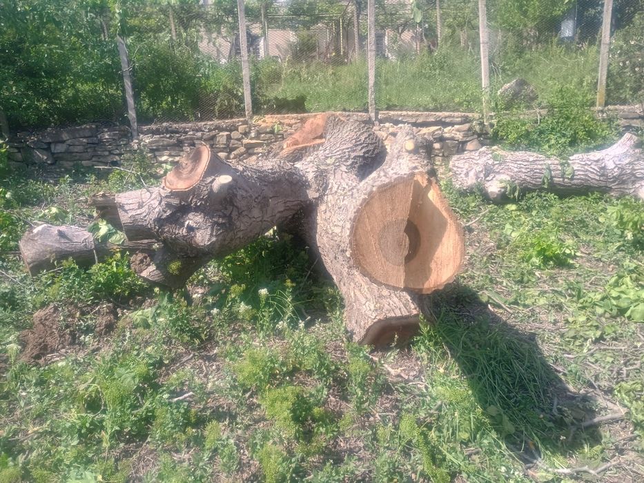 Ствол от орех...