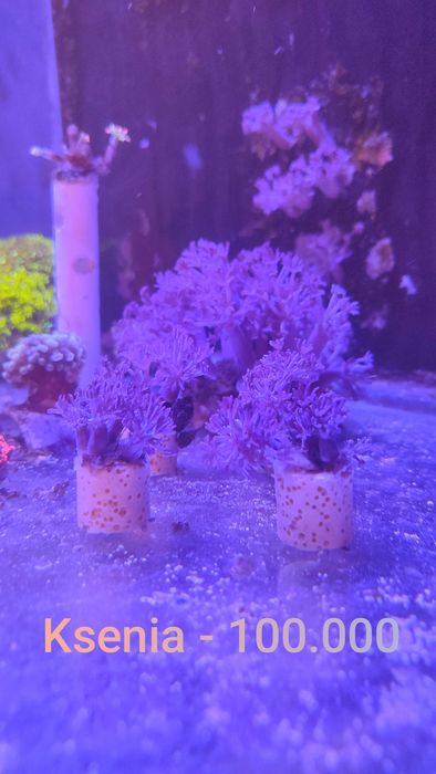 Akvarium korallari sotiladi