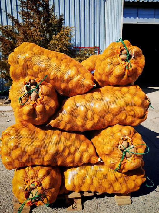 Картошка одборны