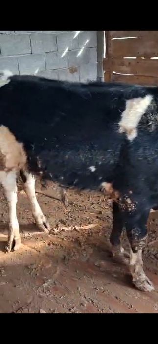 Бука сатылады ллл