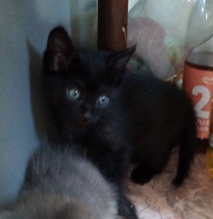 Одам  котят возраст 6 нед.