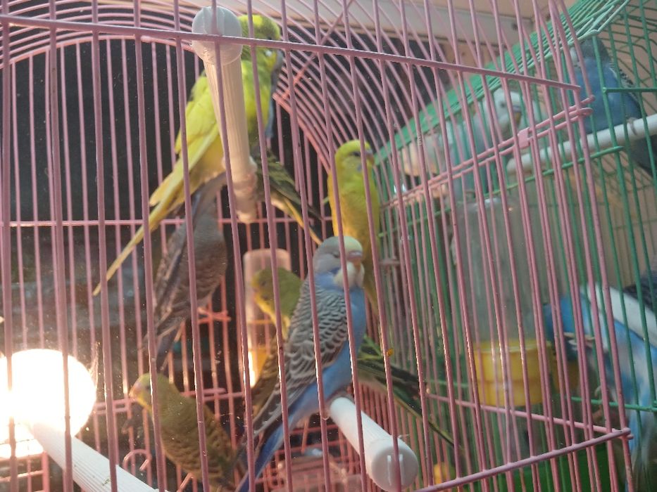 Попугай волнистые