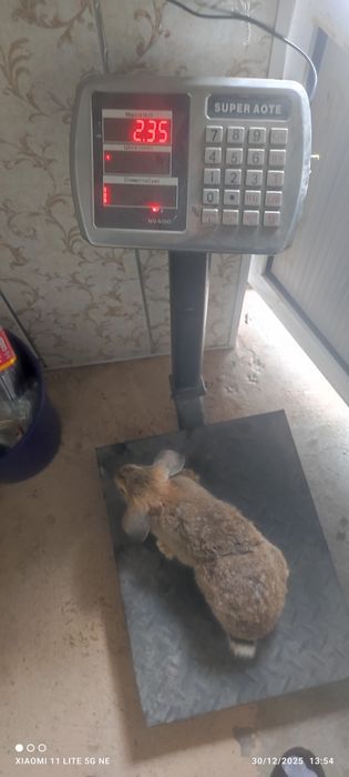 Quyon goʻshti yangi soyib beramiz