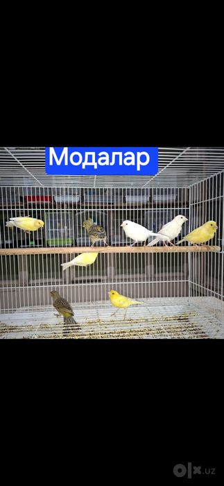 Канарейкалар.Нар,модалар,молодойлар. Сотилади.