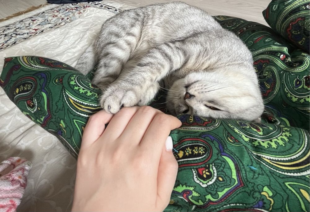 Отдам в добрые руки г. Алматы