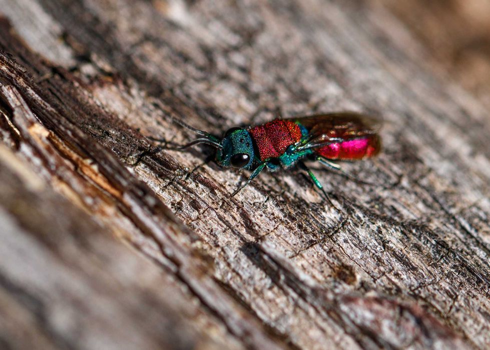 Obiectiv macro Tamron SP 90mm F2.8 montura Canon