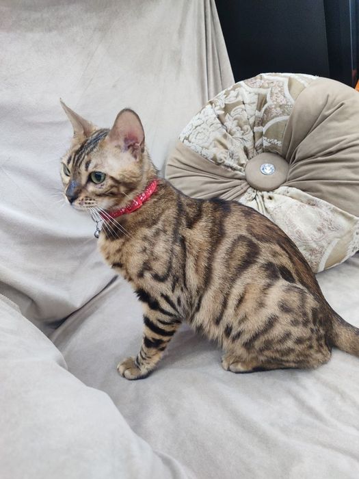 Продаётся кошка Бенгальский породы.