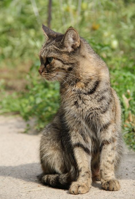 Пропала кошка 6 июня