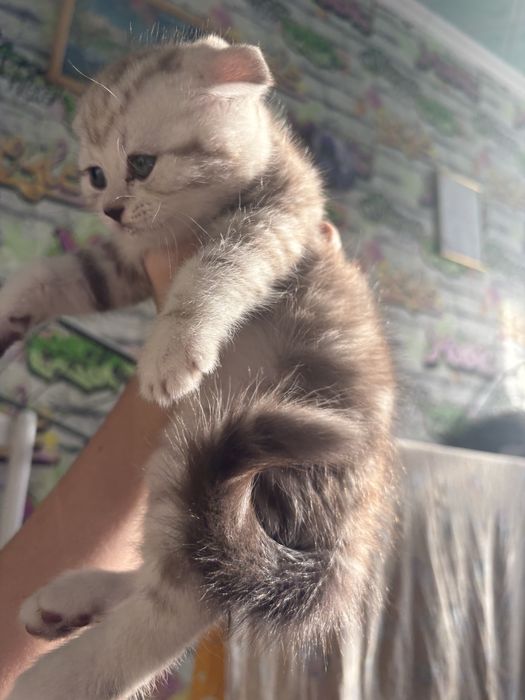 продаются котята Скоттиш фолд