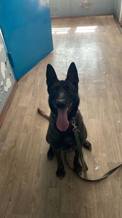 Бельгийский овчарка