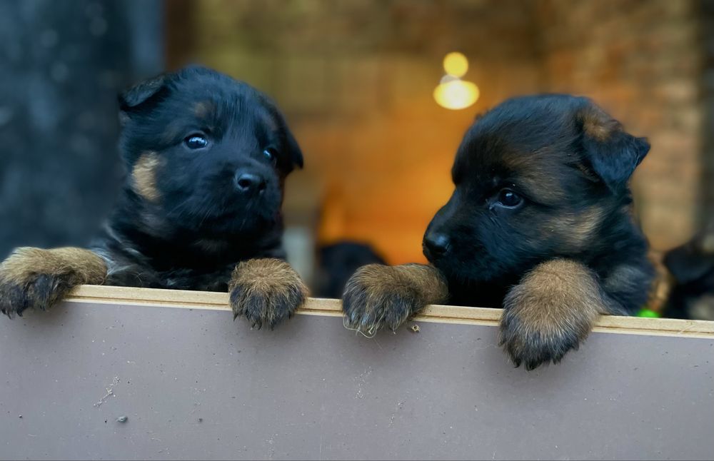 Немски Овчарки Женски