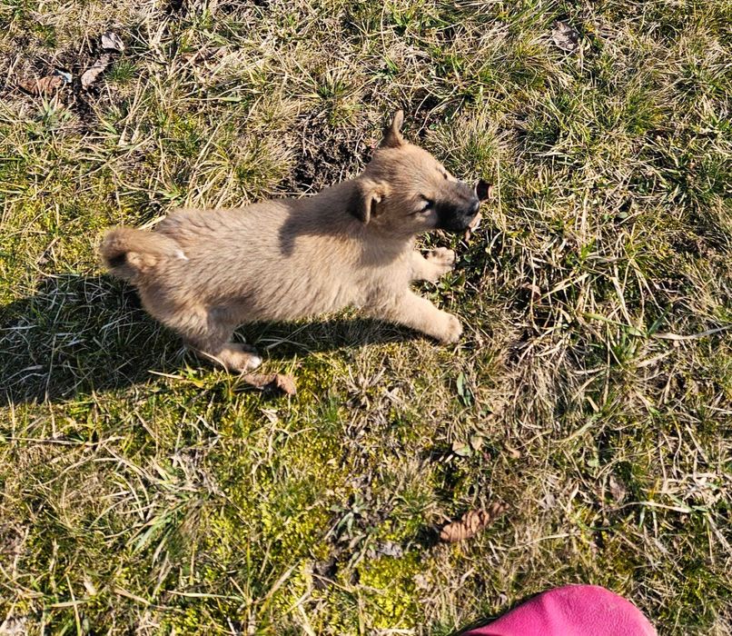 Oferim spre adoptie Catelusa