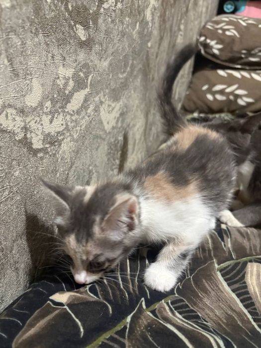 Отдам котят в хорошие руки котята домашнии