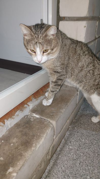 Пристраиваем кошек в добрые руки