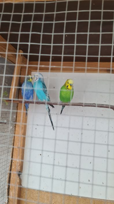 To'ti qushlar sotiladi 3ta erkag