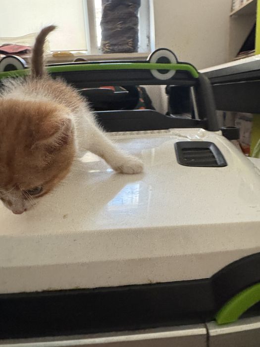 Котята бесплатно