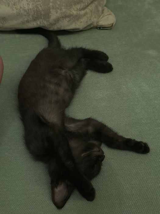 срочно котенок ищет семью