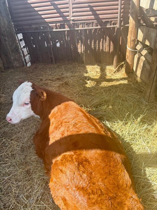 Теленок 3 месеца