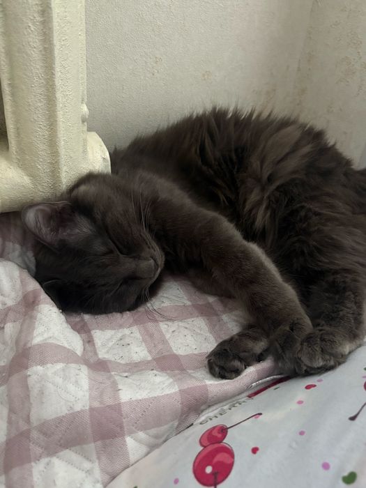 Отдадим двух кошек бесплатно в одни руки