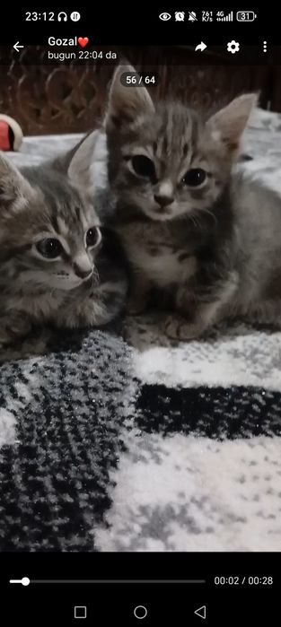 Mushuk bolalari 2 ōğil 2qiz