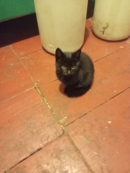 Отдам котёнка кошка