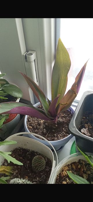 Продам цветы комнатные