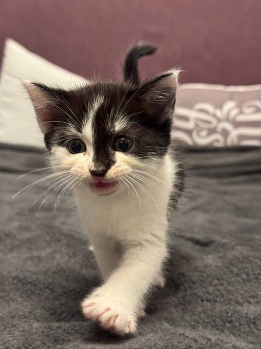 котенок в хорошие руки