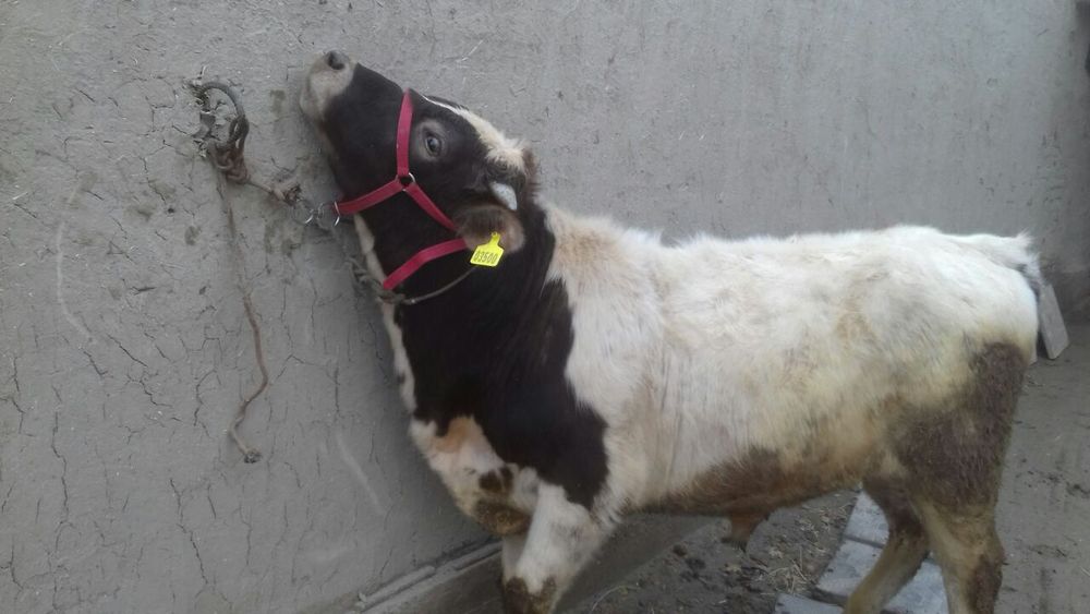 Gibrit buqa sotiladi