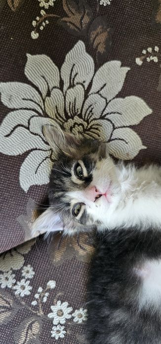 Подарявам котенце