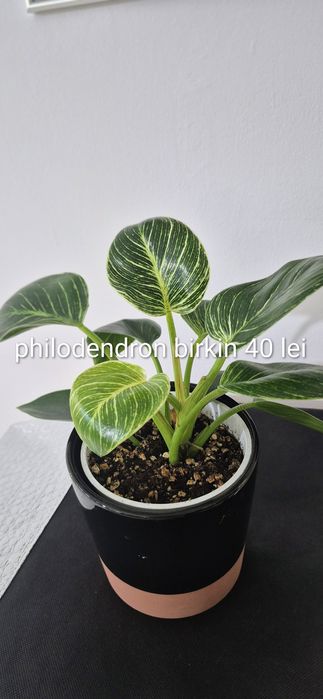 Monstera, begonia, scindapsus , philodendron, thai,aglaonema