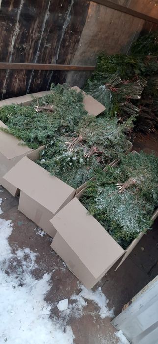 Продам веники банные пихтовые