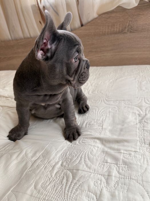 Френски булдог Blu tan