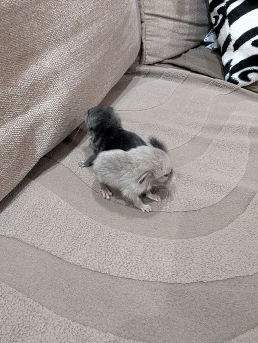 Бронирование . Шиншиллы