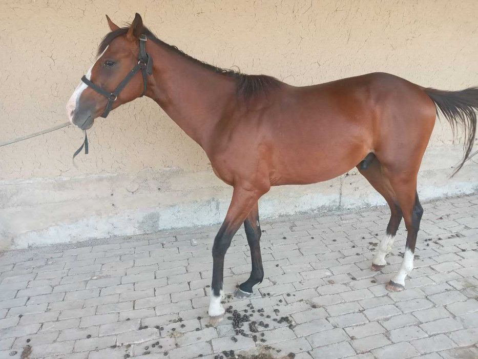 КОНЬ, продается чистокровный