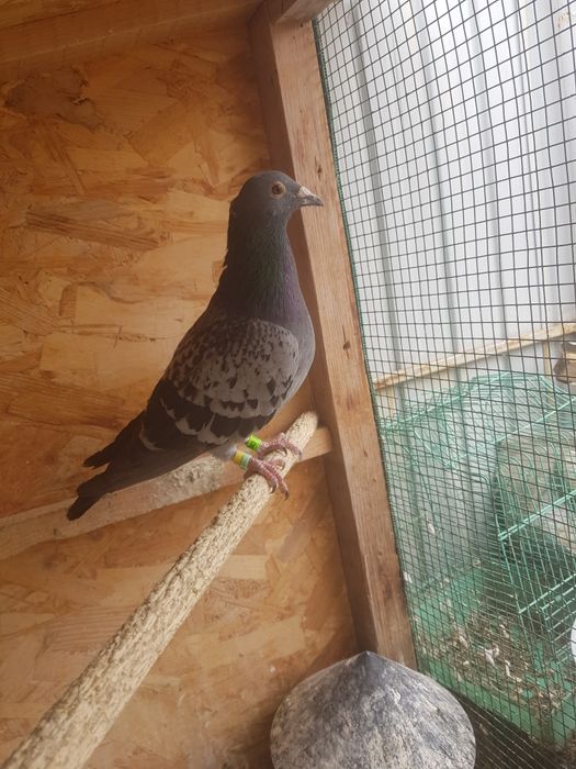 Vând porumbei  voiajor