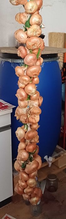 Продавам български кромид лук на сплит