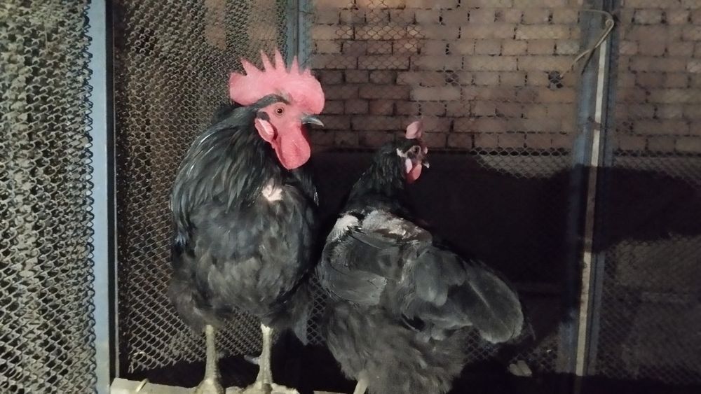 Qora shaxzoda Xoʻrozi bor