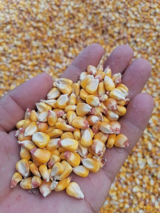 Месни Макка дон бор 4300 с  юкланади