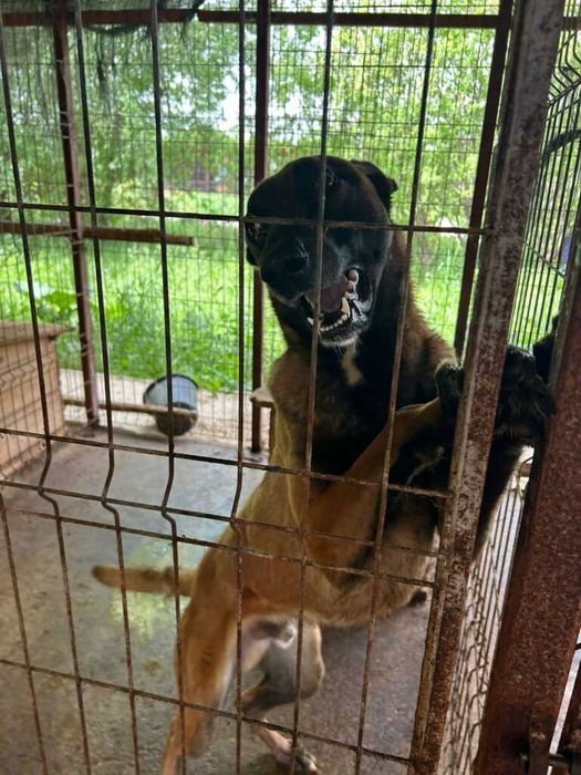 Adopta un caine - un sufletel are nevoie de stapan!