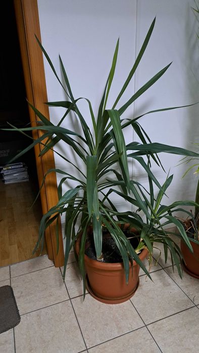 Plante decorative mari (1–2 m) – ficus, monstera, lămâi, bambus, etc.