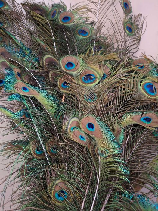 Красиви пера от паун / букети от пера