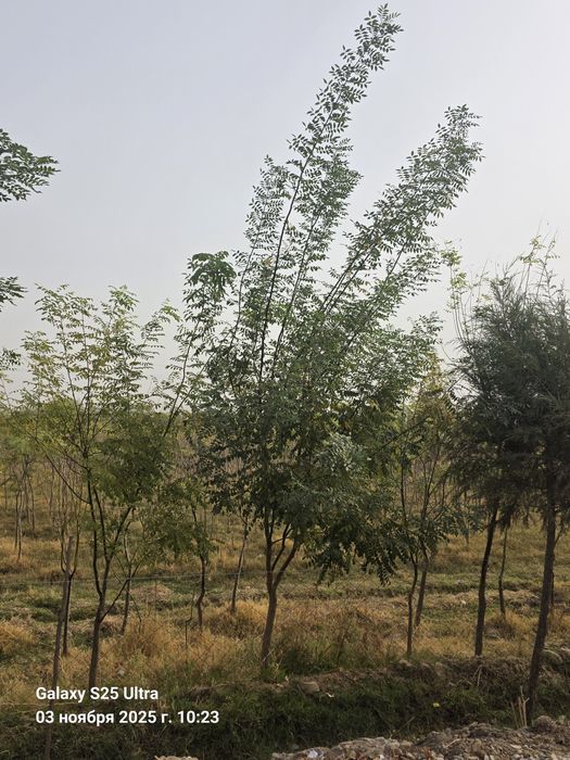Ясин дарахт тошкентга даставка бор
